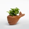 Dolphin--With-Plant
